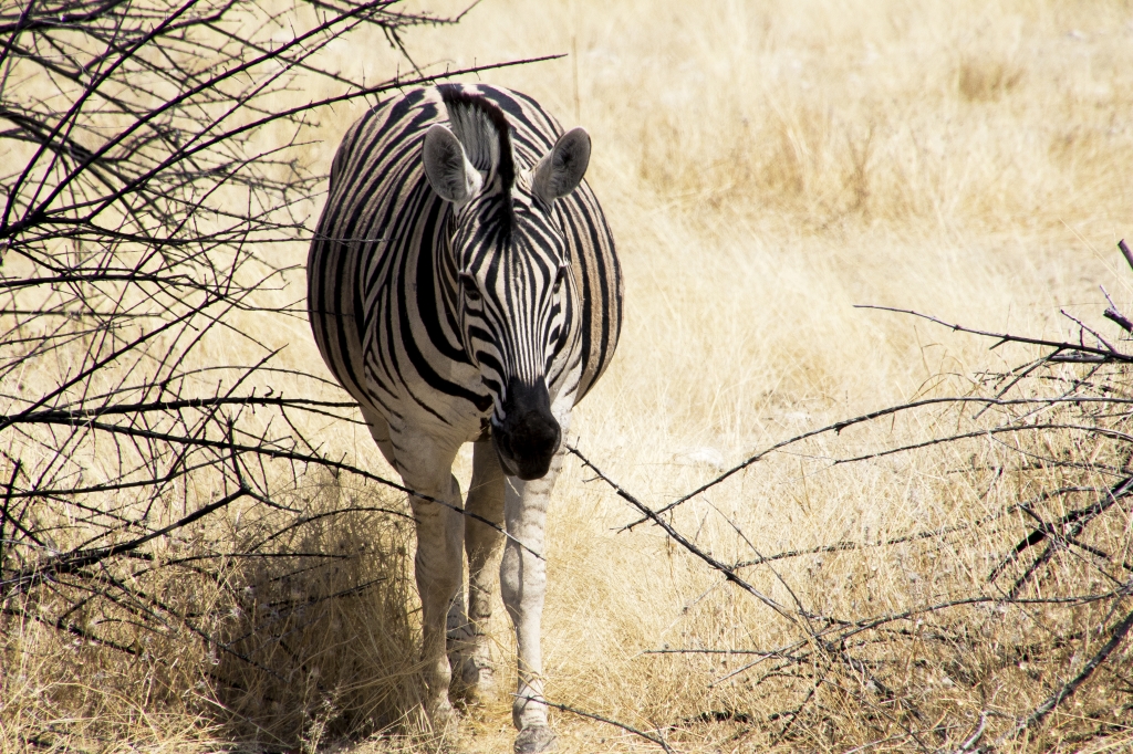 Zebra