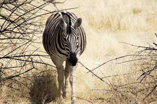 Zebra