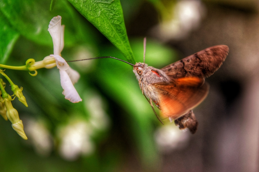 Colibrì
