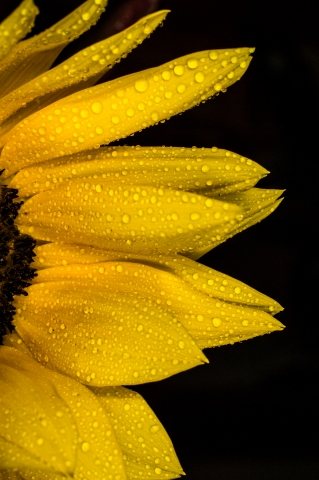 petali di sole
