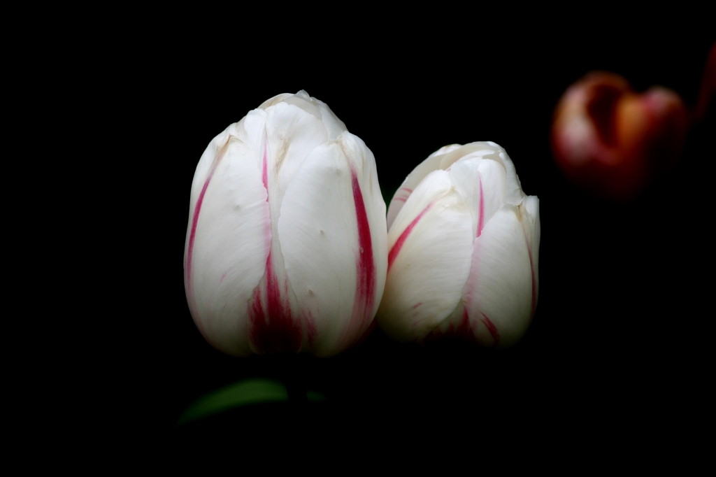 Tulipani