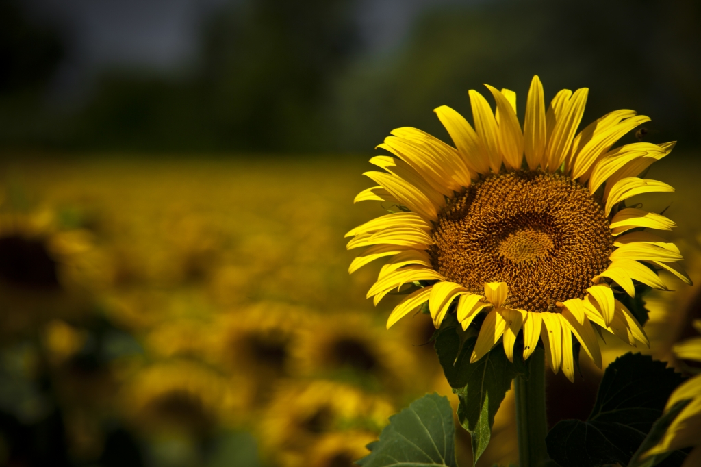 RAGGI DI PETALI