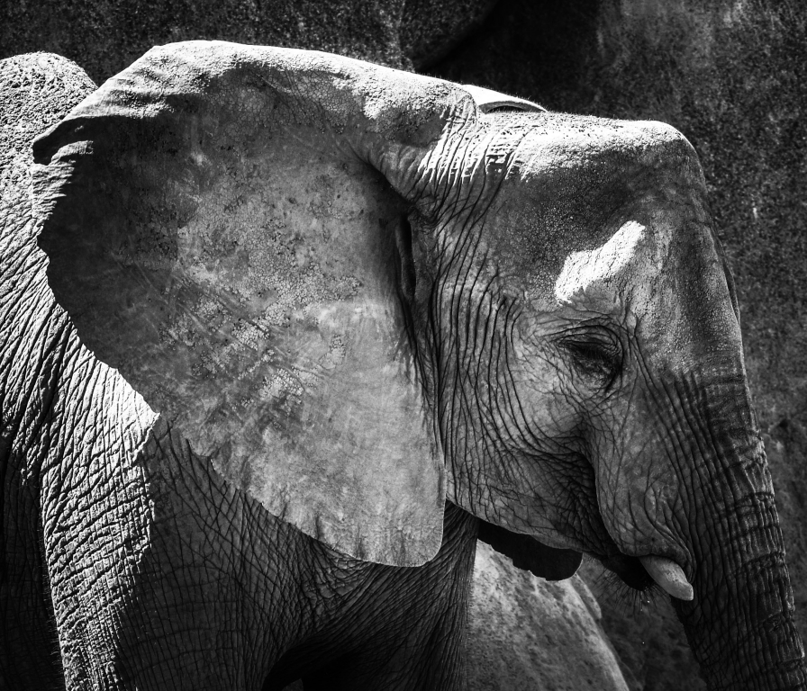 Elefante allo zoo di Valencia