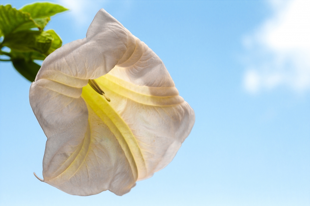 Fiore: BRUGMANSIA VERSICOLOR - ANGELS TRUMPETS