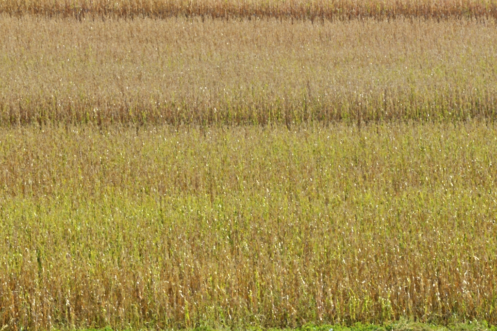 Grande campo d'erba.
