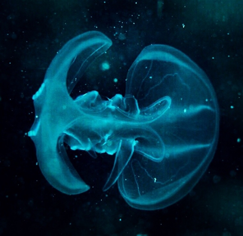 Medusa