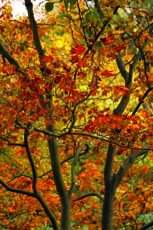Autunno