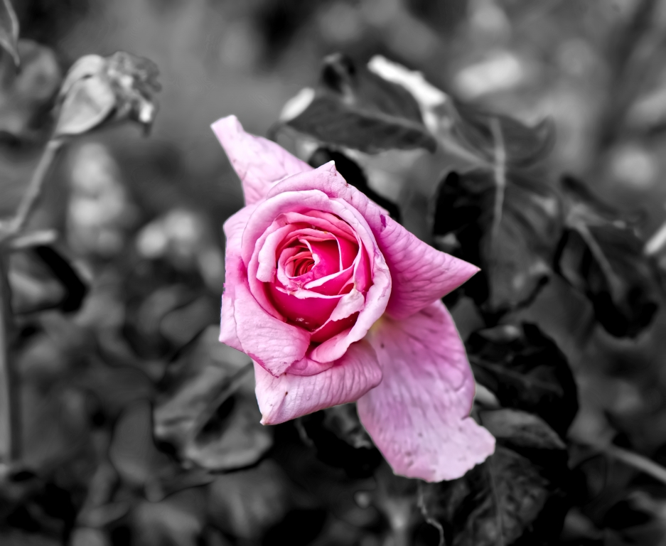 Selective rose