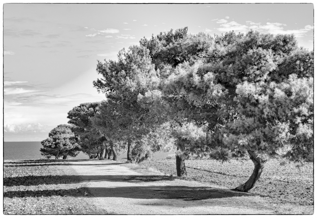 Il viale che porta al mare di Riccardo Maffioli