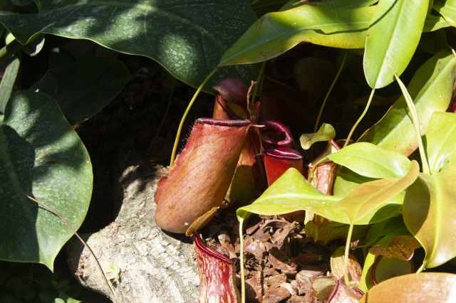 Nepenthes sanguinea