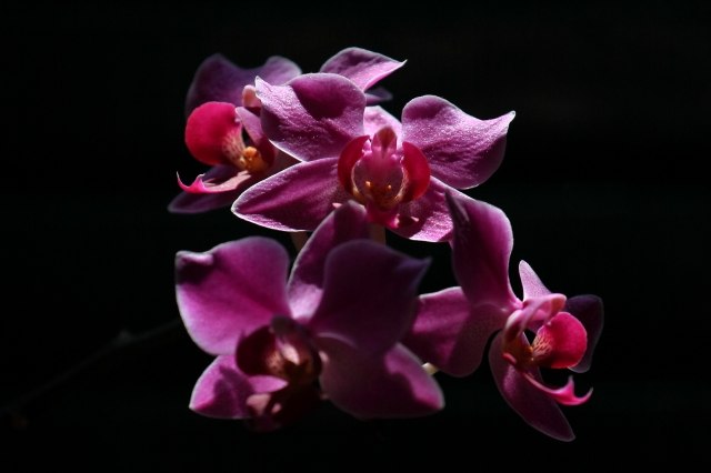 Sensualità in un fiore