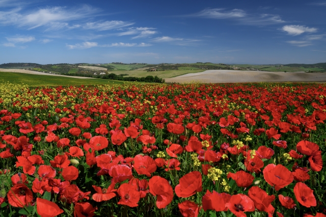 Papaveri in Val d'Orcia