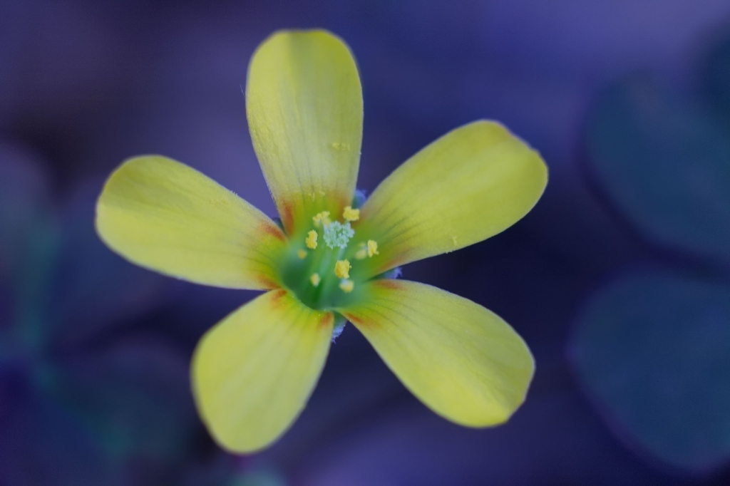 Macro giallo