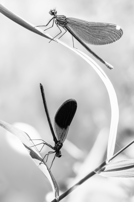 Coppia di Libellule (dragonfly Calopteryx splenden)