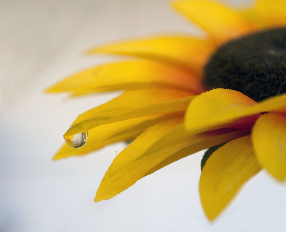 Girasole
