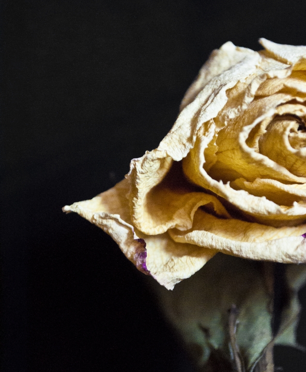 un fiore a metà