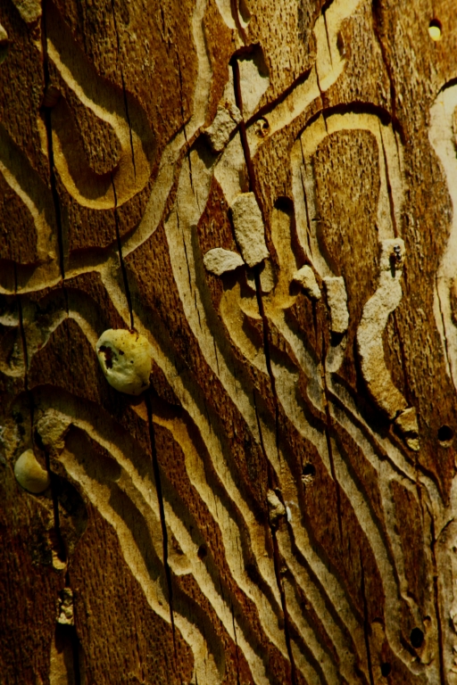 Labyrinth