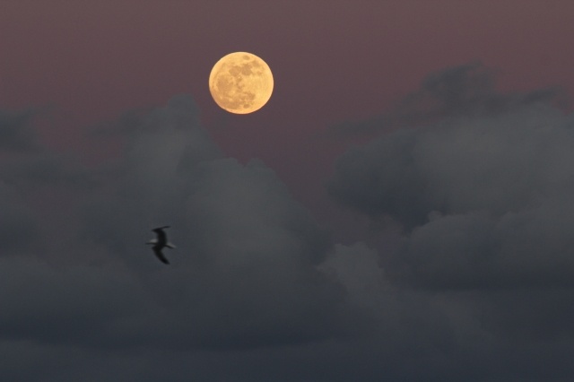 Volando sulla luna
