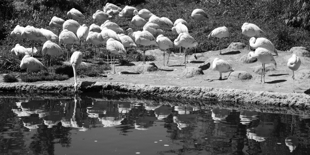Flamingo