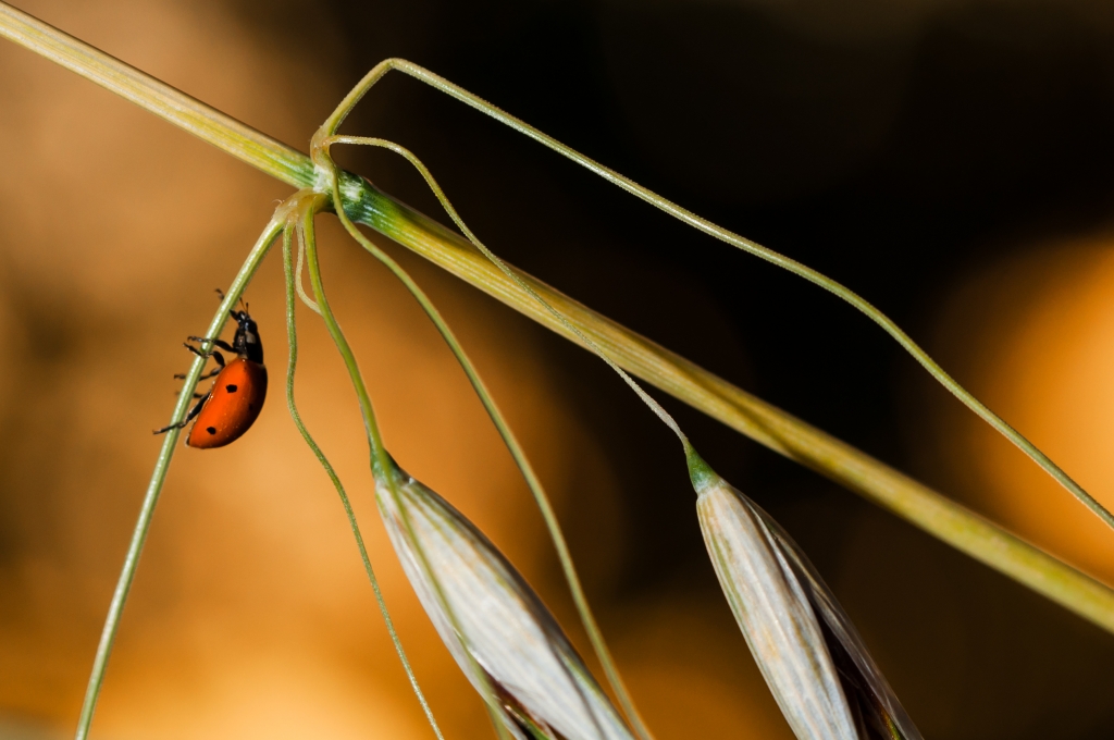 Coccinella al tramonto