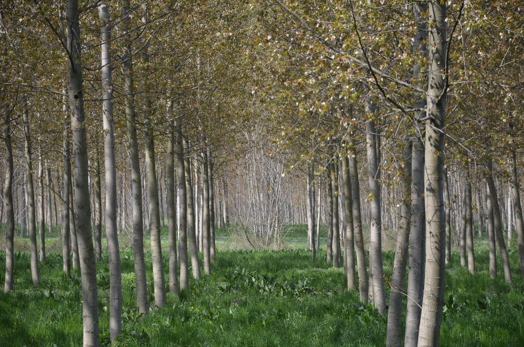 FILARI PADANI