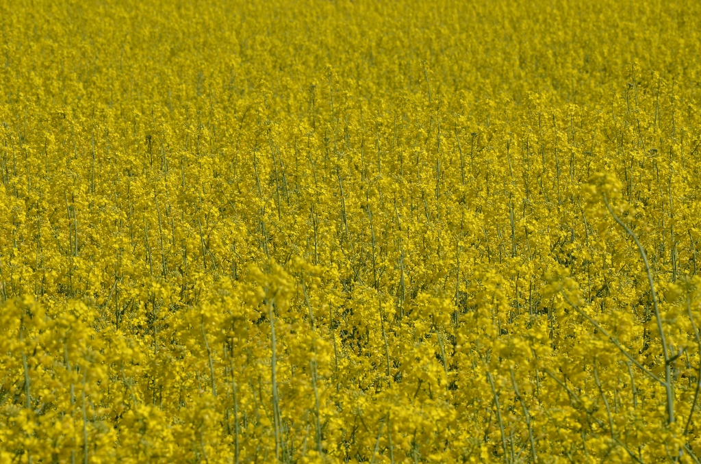 naturalmente GIALLO