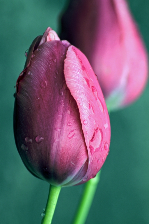 Tulipani a primavera