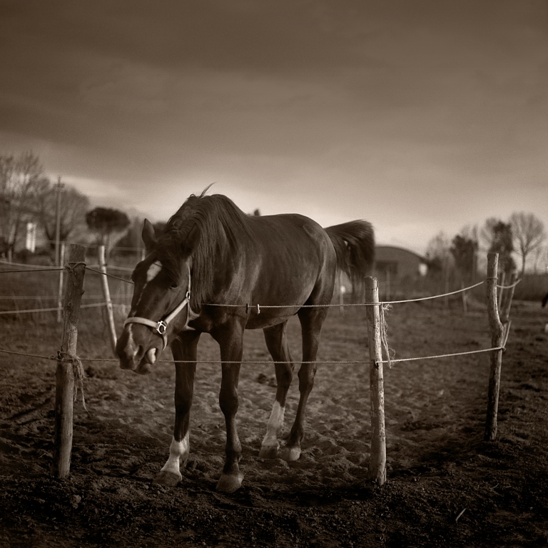 Cavallo imbizzarrito