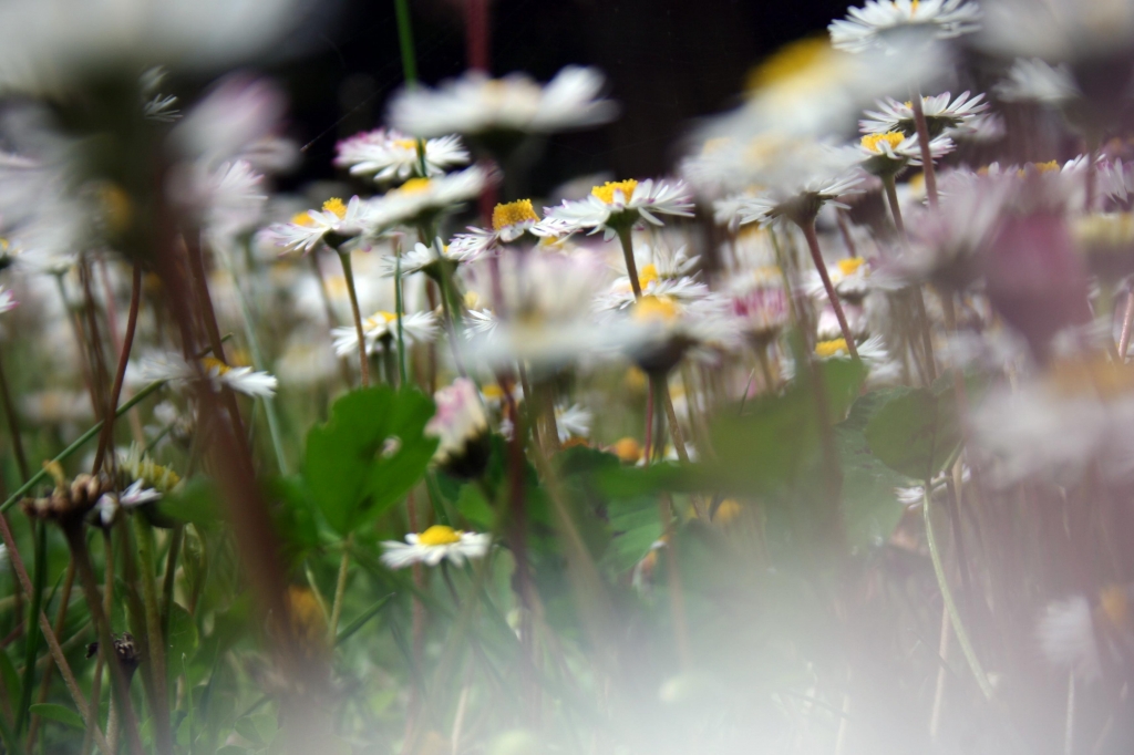 I PETALI DELL'AMICIZIA