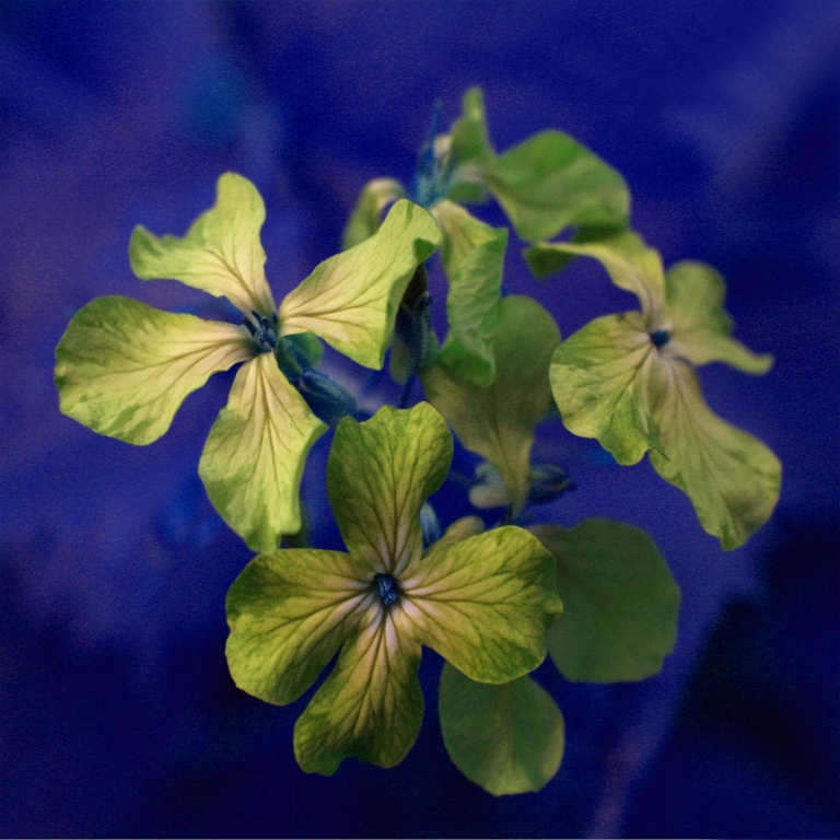 Il colore della natura (2)