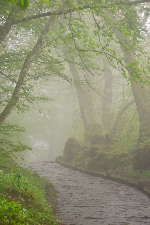 La strada nel bosco