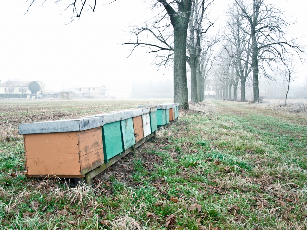 Color in the fog