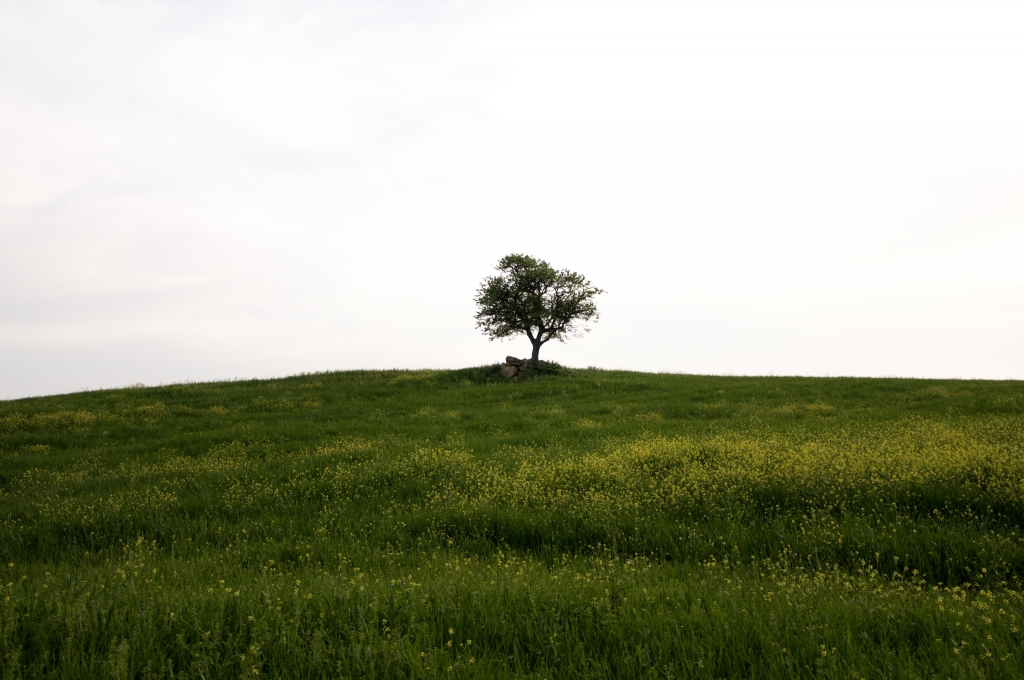 L'albero