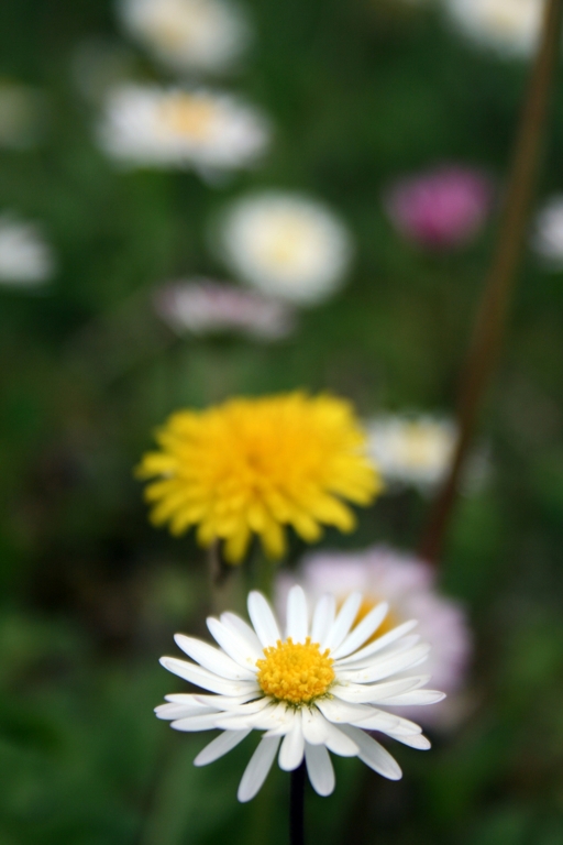 DAISY