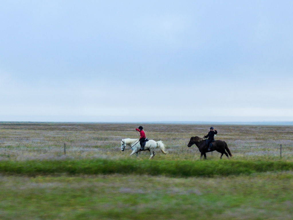 Horses