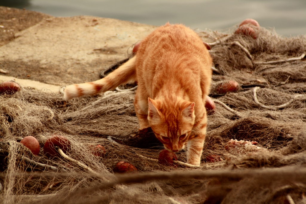 Gatto procidano