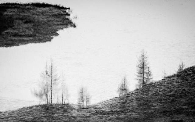 alberi d'acqua