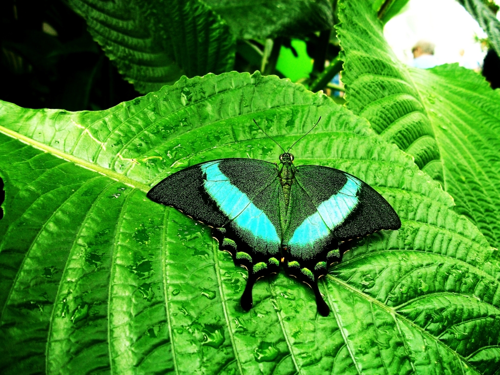 Farfalla