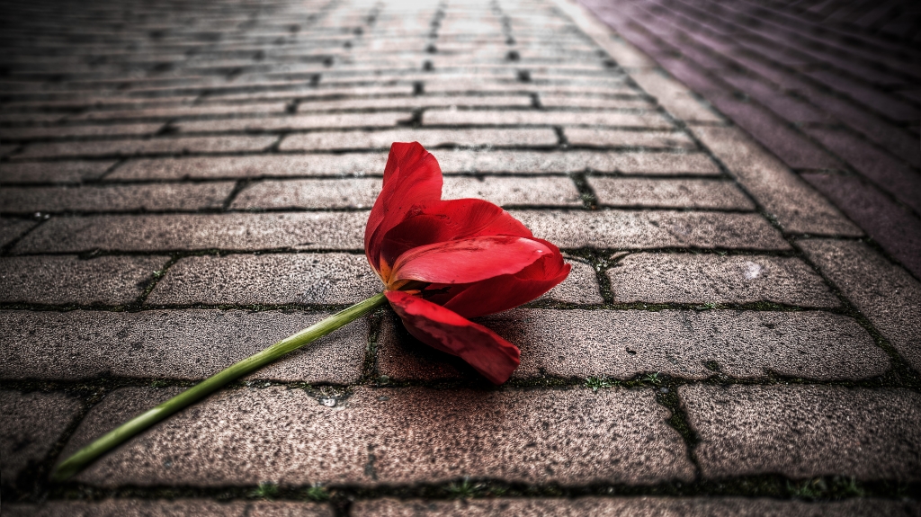Alone Tulip