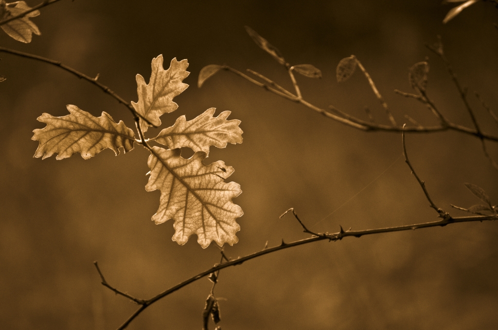 Foglie d'autunno