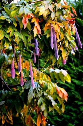 I colori dell'autunno