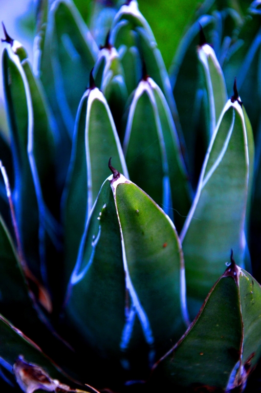Agave victoriae-reginae