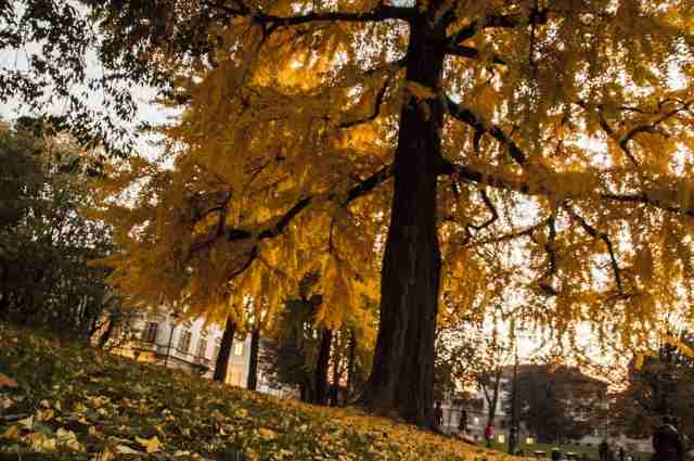 L'Autunno
