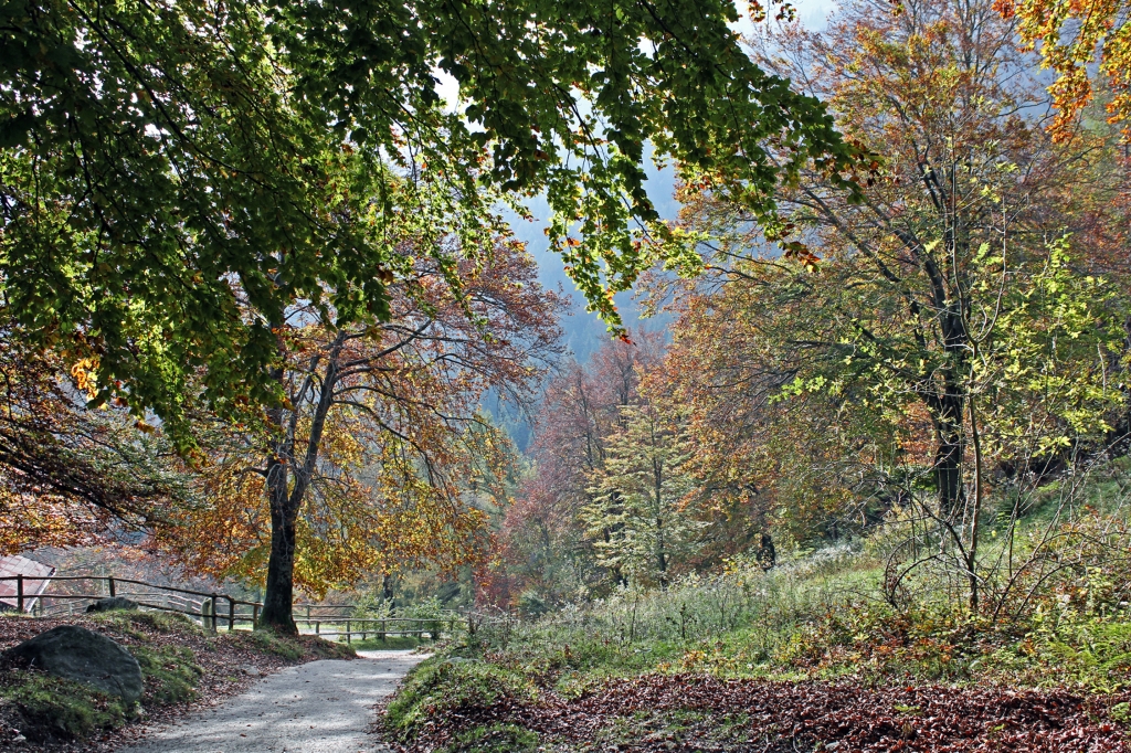quadretto d'autunno