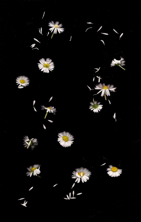 Volano margherite