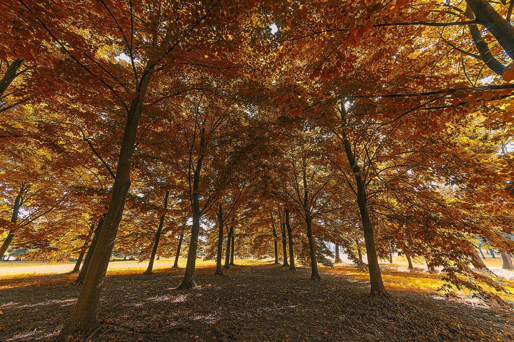 Tra gli alberi