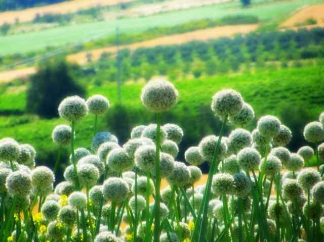 SUMMER ONIONS