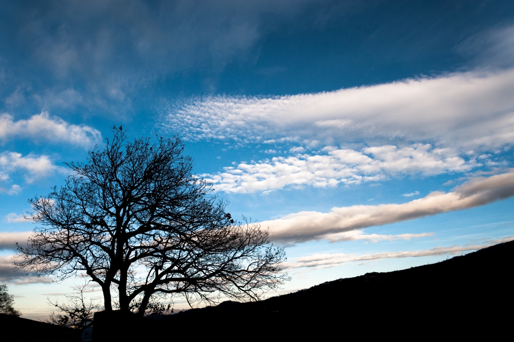 albero solitario