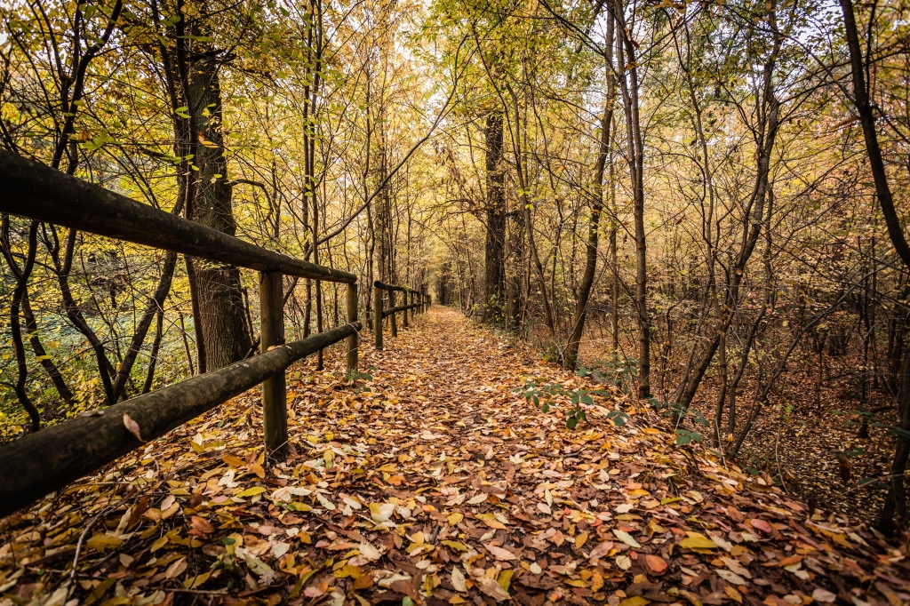 Viale in Autunno