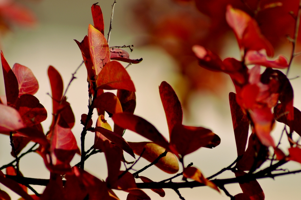Farfalle d'autunno